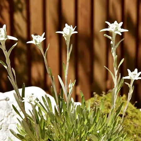 Σπίτι διακοπών Xeishittn Sternennest